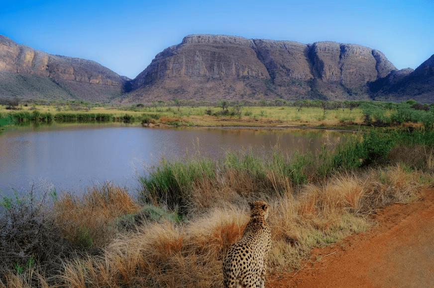 Cheetah overlooking a bushveld waterhole with the Waterberg mountains, Limpopo